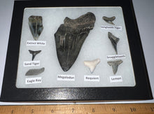 Load image into Gallery viewer, Labeled 8 Shark Tooth Collection in a Riker Mount with a Megalodon
