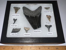 Load image into Gallery viewer, Labeled 8 Shark Tooth Collection in a Riker Mount with a Megalodon
