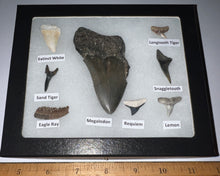 Load image into Gallery viewer, Labeled 8 Shark Tooth Collection in a Riker Mount with a Megalodon
