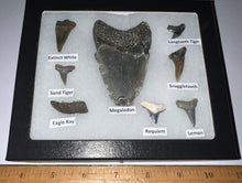 Load image into Gallery viewer, Labeled 8 Shark Tooth Collection in a Riker Mount with a Megalodon
