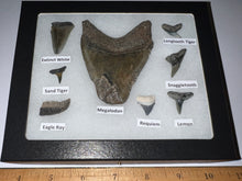 Load image into Gallery viewer, Labeled 8 Shark Tooth Collection in a Riker Mount with a Megalodon
