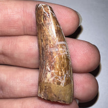 Load image into Gallery viewer, Phytosaur HUGE Fossil Tooth 1.67 Inches! Fantastic Serrations! Triassic Aquatic Reptile!
