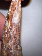 Load image into Gallery viewer, Phytosaur HUGE Fossil Tooth 1.67 Inches! Fantastic Serrations! Triassic Aquatic Reptile!
