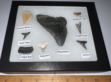 Load image into Gallery viewer, Labeled 8 Shark Tooth Collection in a Riker Mount with a Megalodon
