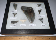 Load image into Gallery viewer, Labeled 8 Shark Tooth Collection in a Riker Mount with a Megalodon
