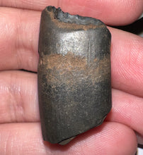 Load image into Gallery viewer, Ice Age Fossil Ground Sloth Megalonyx Tooth 1.23 Inches
