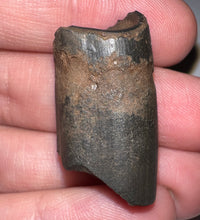 Load image into Gallery viewer, Ice Age Fossil Ground Sloth Megalonyx Tooth 1.23 Inches
