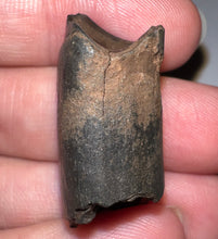 Load image into Gallery viewer, Ice Age Fossil Ground Sloth Megalonyx Tooth 1.23 Inches
