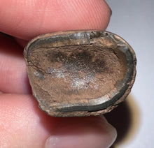 Load image into Gallery viewer, Ice Age Fossil Ground Sloth Megalonyx Tooth 1.23 Inches
