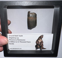 Load image into Gallery viewer, Ice Age Fossil Ground Sloth Megalonyx Tooth 1.23 Inches
