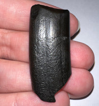 Load image into Gallery viewer, Ice Age Fossil Ground Sloth Megalonyx Tooth 1.66 Inches
