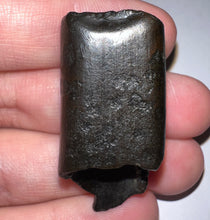 Load image into Gallery viewer, Ice Age Fossil Ground Sloth Megalonyx Tooth 1.66 Inches
