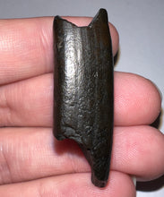 Load image into Gallery viewer, Ice Age Fossil Ground Sloth Megalonyx Tooth 1.66 Inches
