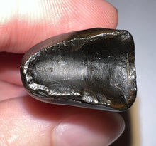 Load image into Gallery viewer, Ice Age Fossil Ground Sloth Megalonyx Tooth 1.66 Inches
