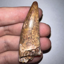 Load image into Gallery viewer, Phytosaur Monster Size Fossil Tooth 2.32 Inches! Great Serrations! Triassic Aquatic Reptile!
