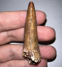 Load image into Gallery viewer, Phytosaur Monster Size Fossil Tooth 2.32 Inches! Great Serrations! Triassic Aquatic Reptile!
