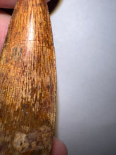 Load image into Gallery viewer, Phytosaur Monster Size Fossil Tooth 2.32 Inches! Great Serrations! Triassic Aquatic Reptile!
