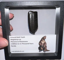 Load image into Gallery viewer, Ice Age Fossil Ground Sloth Megalonyx Tooth 1.66 Inches

