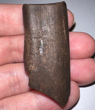 Load image into Gallery viewer, Ice Age Fossil Ground Sloth Megalonyx Tooth 1.96 Inches
