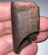 Load image into Gallery viewer, Ice Age Fossil Ground Sloth Megalonyx Tooth 1.96 Inches
