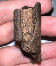 Load image into Gallery viewer, Ice Age Fossil Ground Sloth Megalonyx Tooth 1.96 Inches
