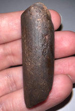 Load image into Gallery viewer, Ice Age Fossil Ground Sloth Megalonyx Tooth 1.96 Inches
