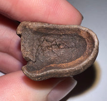 Load image into Gallery viewer, Ice Age Fossil Ground Sloth Megalonyx Tooth 1.96 Inches
