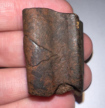 Load image into Gallery viewer, Rare Ice Age Fossil Ground Sloth Paramylodon Tooth 1.21 Inches
