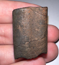 Load image into Gallery viewer, Rare Ice Age Fossil Ground Sloth Paramylodon Tooth 1.21 Inches
