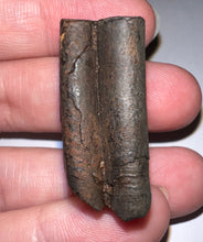 Load image into Gallery viewer, Rare Ice Age Fossil Ground Sloth Paramylodon Tooth 1.21 Inches
