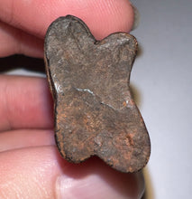 Load image into Gallery viewer, Rare Ice Age Fossil Ground Sloth Paramylodon Tooth 1.21 Inches
