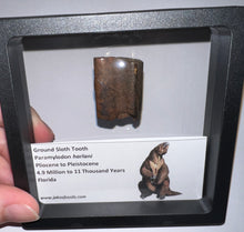 Load image into Gallery viewer, Rare Ice Age Fossil Ground Sloth Paramylodon Tooth 1.21 Inches

