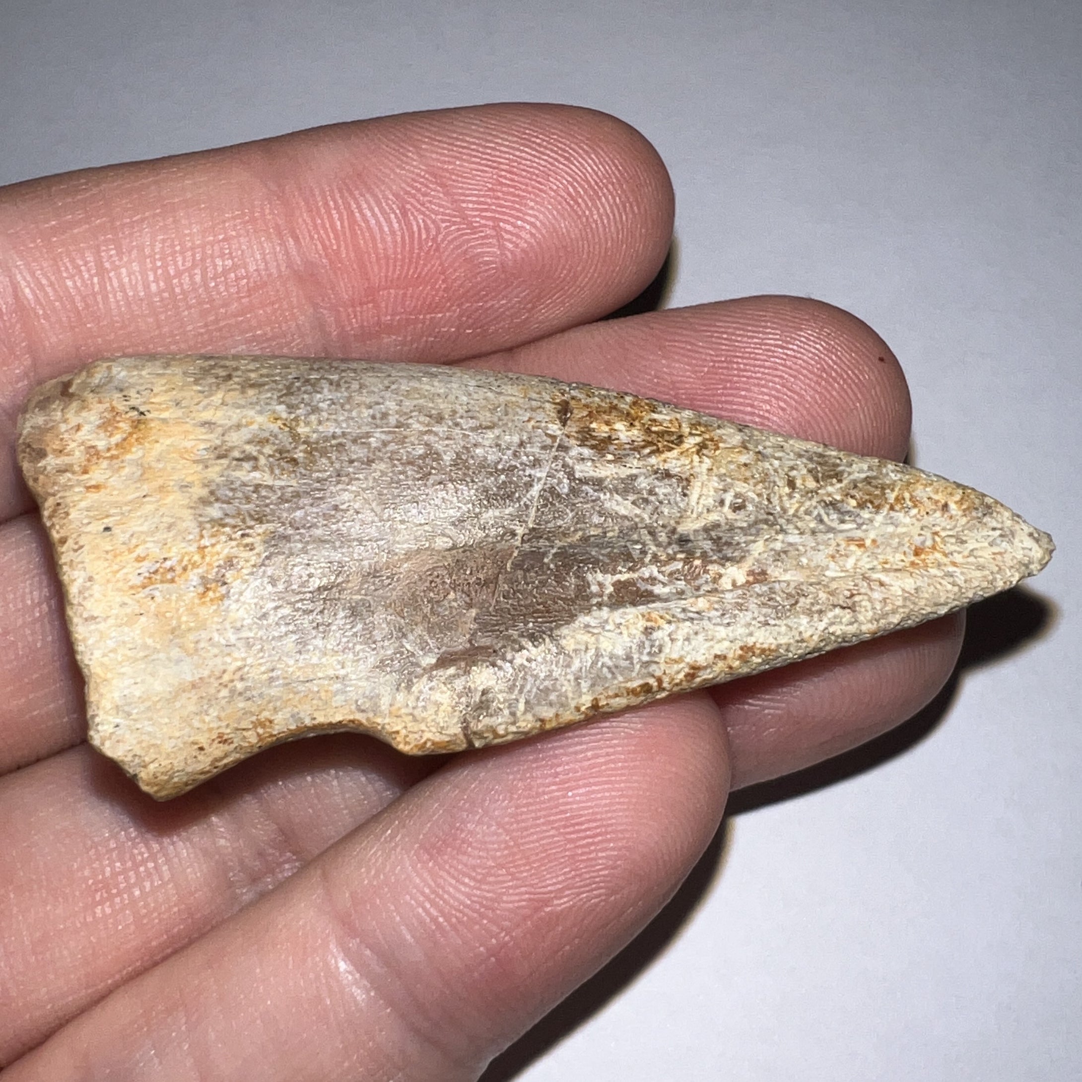 Rare Large Struthiomimus Fossil Claw from the Hell Creek Formation 2.39 Inches!