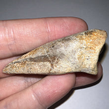 Load image into Gallery viewer, Rare Large Struthiomimus Fossil Claw from the Hell Creek Formation 2.39 Inches!
