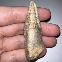 Load image into Gallery viewer, Rare Large Struthiomimus Fossil Claw from the Hell Creek Formation 2.39 Inches!
