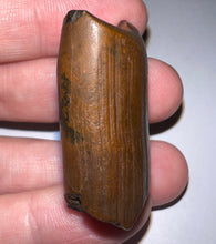 Load image into Gallery viewer, Rare Ice Age Fossil Ground Sloth Paramylodon Tooth 1.39 Inches
