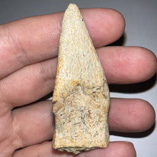 Load image into Gallery viewer, Rare Large Struthiomimus Fossil Claw from the Hell Creek Formation 2.39 Inches!
