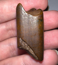 Load image into Gallery viewer, Rare Ice Age Fossil Ground Sloth Paramylodon Tooth 1.39 Inches
