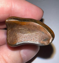 Load image into Gallery viewer, Rare Ice Age Fossil Ground Sloth Paramylodon Tooth 1.39 Inches
