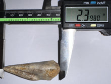 Load image into Gallery viewer, Rare Large Struthiomimus Fossil Claw from the Hell Creek Formation 2.39 Inches!
