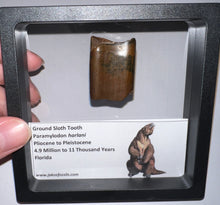 Load image into Gallery viewer, Rare Ice Age Fossil Ground Sloth Paramylodon Tooth 1.39 Inches

