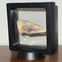 Load image into Gallery viewer, Rare Large Struthiomimus Fossil Claw from the Hell Creek Formation 2.39 Inches!
