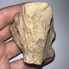 Load image into Gallery viewer, Pachycephalosaurus Fossil Dome Piece 2.61 Inches
