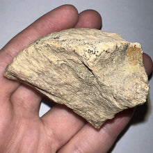 Load image into Gallery viewer, Pachycephalosaurus Fossil Dome Piece 2.61 Inches
