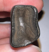 Load image into Gallery viewer, Ice Age Fossil Ground Sloth Megalonyx Tooth 1.95 Inches
