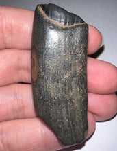 Load image into Gallery viewer, Large Ice Age Fossil Ground Sloth Megalonyx Tooth 2.25 Inches
