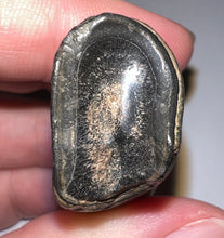 Load image into Gallery viewer, Large Ice Age Fossil Ground Sloth Megalonyx Tooth 2.25 Inches
