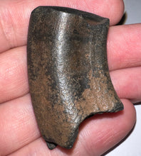 Load image into Gallery viewer, Rare Ice Age Fossil Ground Sloth Megalonyx Canine Tooth 1.89 Inches
