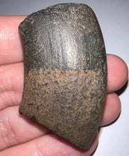 Load image into Gallery viewer, Rare Ice Age Fossil Ground Sloth Megalonyx Canine Tooth 1.89 Inches
