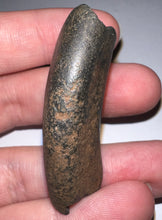 Load image into Gallery viewer, Rare Ice Age Fossil Ground Sloth Megalonyx Canine Tooth 1.89 Inches
